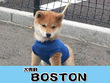 犬専科 BOSTON